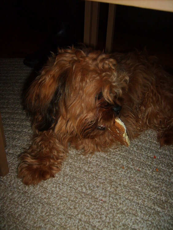 Chewy with his birthday party treat