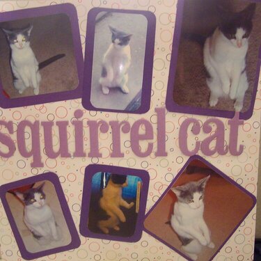 Squirrel Cat