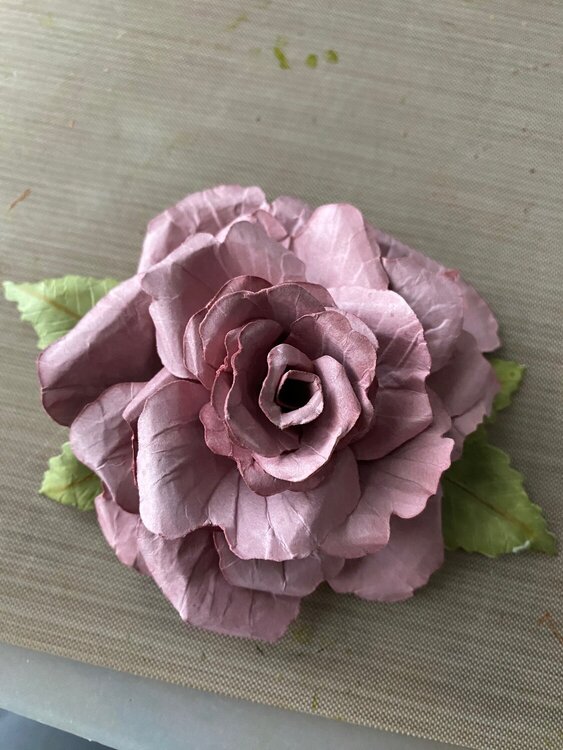 Dusty Rose Floribunda