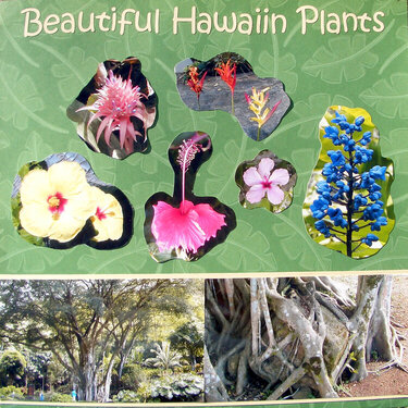Beautiful Hawaiian Plants