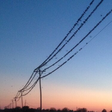 Birds in a wire