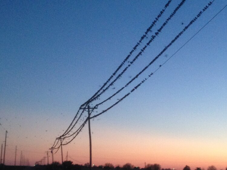 Birds in a wire