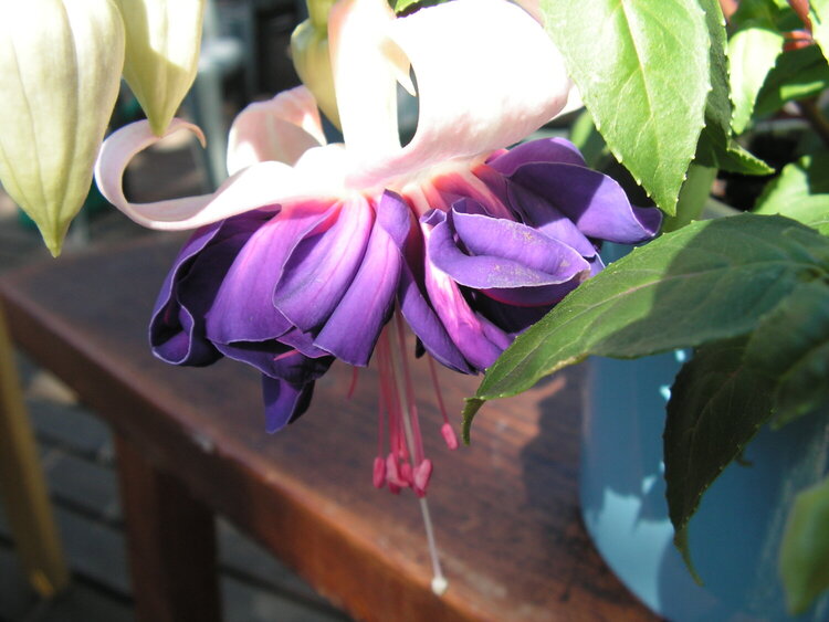 Fuchsia Deep purple