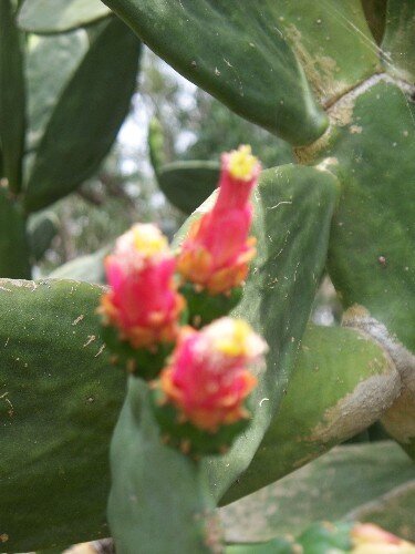 POD 4-24 Cacti blooms