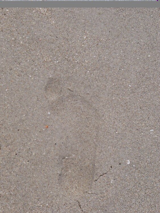 POD #11 footprints in the sand.