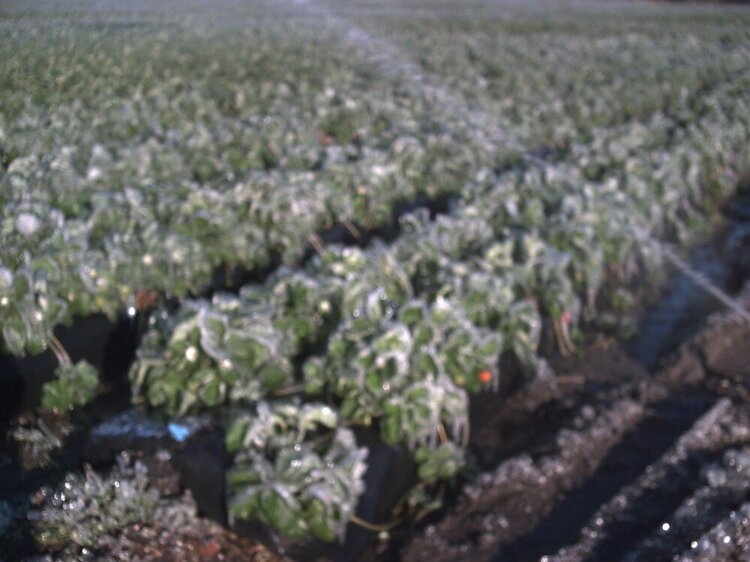 POD 1-22 frozen strawberry fields