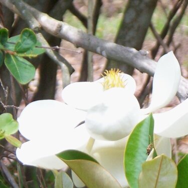 POD 4-18 Magnolia bloom