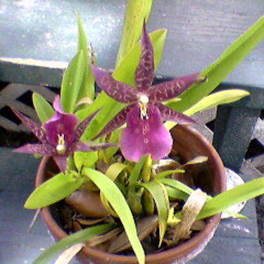 my orchids