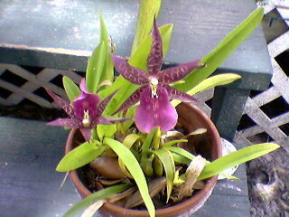 my orchids