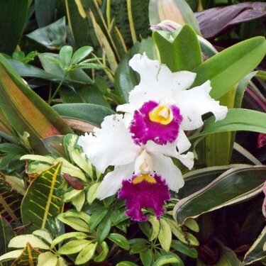POD #13 Orchids