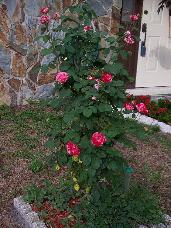 POD #7 rose bush