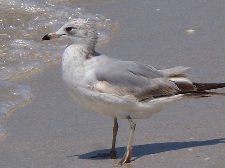 POD #8 seagull