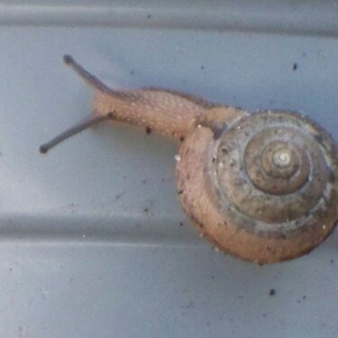 POD #15 snail