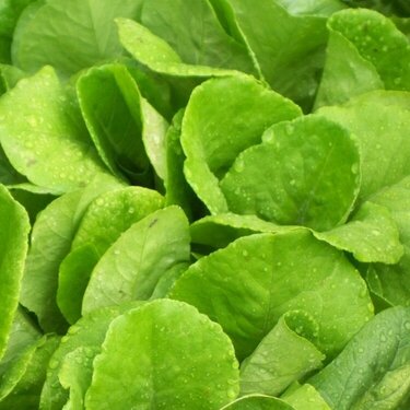 POD #3 spinach