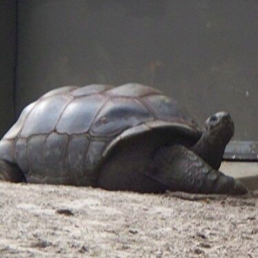 POD #10 tortoise