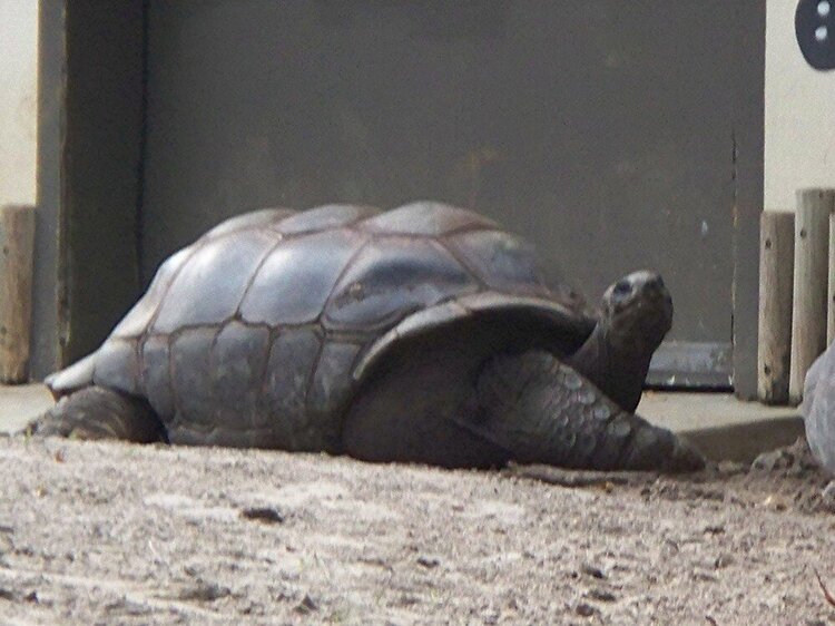 POD #10 tortoise