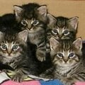 Rescued kitties