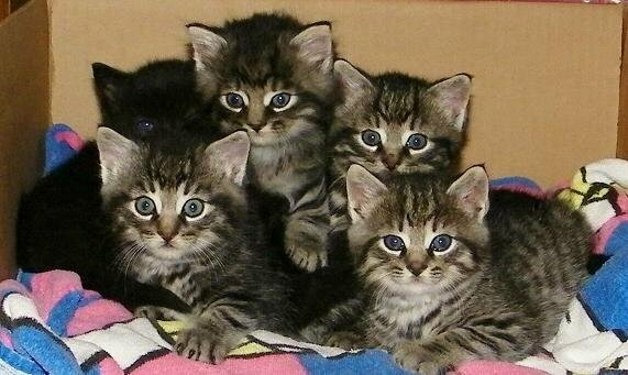 Rescued kitties