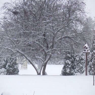 My Backyard - Dec 2, 2007