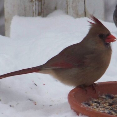 JFF - Female Cardinal