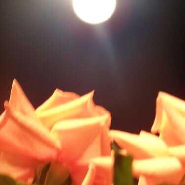 Roses By Moonlight (Pod Mini #5 - different perspective)