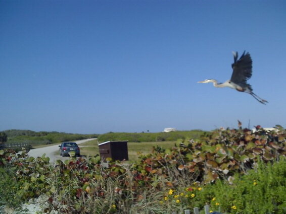 Heron In Flight Coco Beach FL
