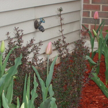 Tulips Budding