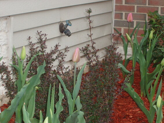 Tulips Budding