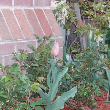 Tulips amongst the rosebushes