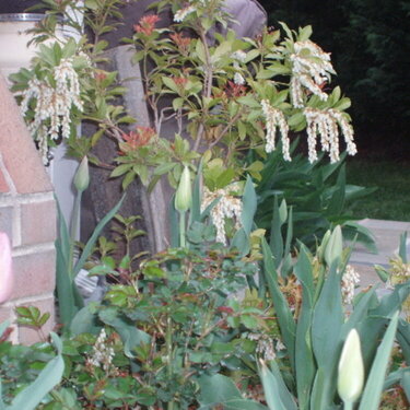 Flowering Shrub with Tulips in Foreground