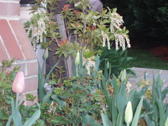 Flowering Shrub with Tulips in Foreground