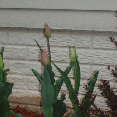 Proud Spring Blooms