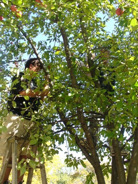 Apple Picking