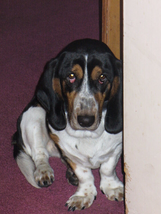 Sad Basset