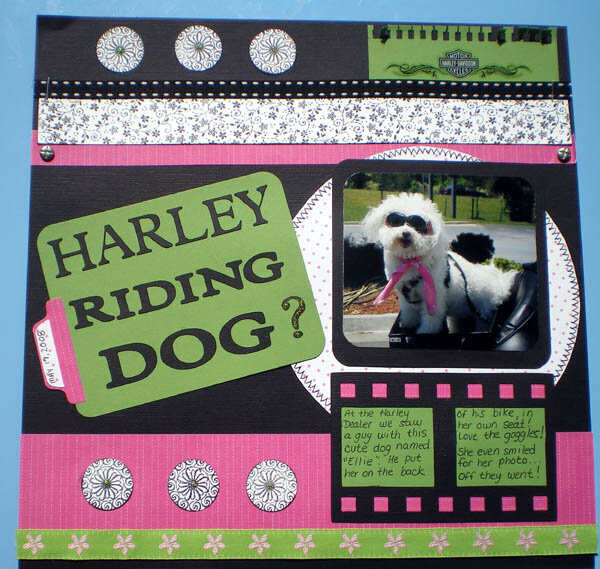 Harley Riding Dog