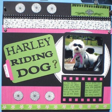 Ellie the Harley Dog