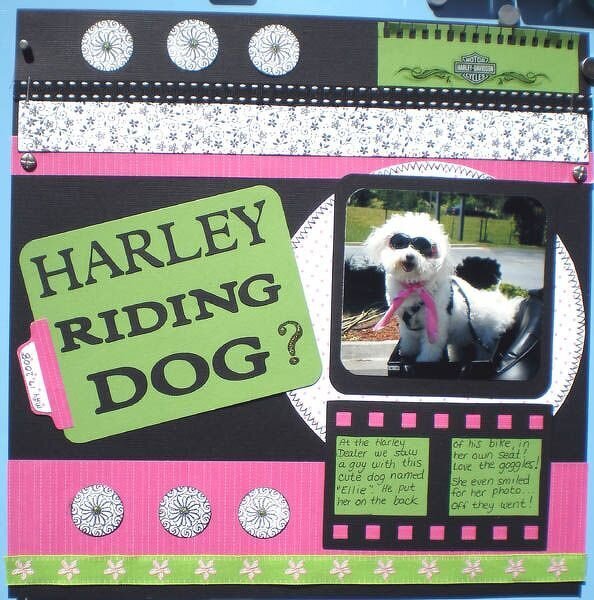 Ellie the Harley Dog