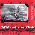 Mid-winter Oak