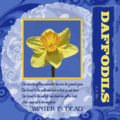Daffodils by A.A. Milne