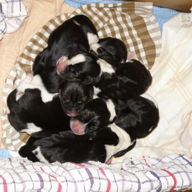 3/5 POD Black and white litter in color