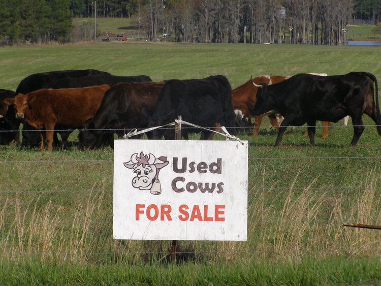 03/19 POD Used cows for sale