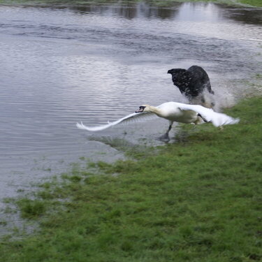 Achilles cought a swan!
