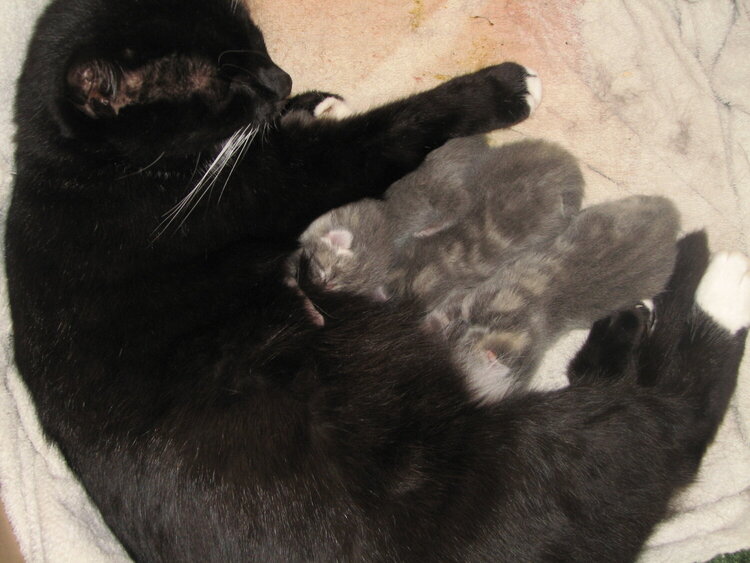 Mama Kitty and four kittens