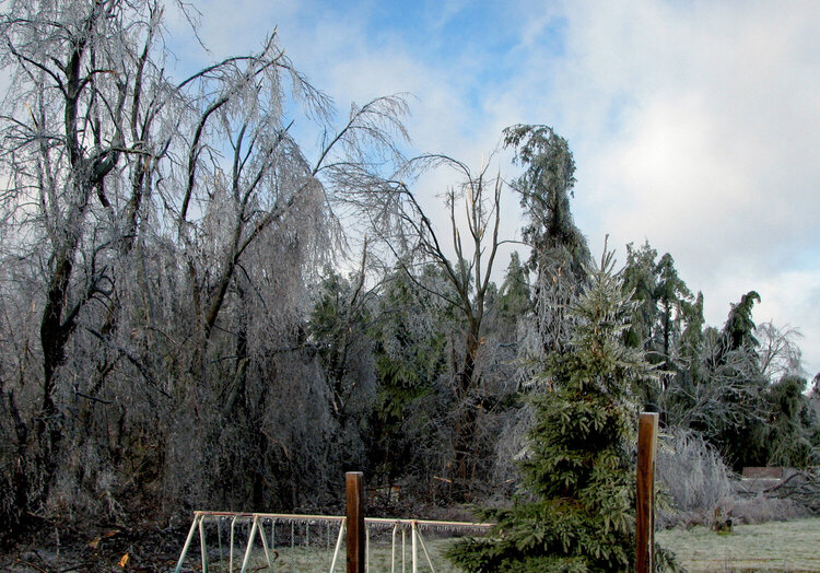 Ice Storm 12/11/08 The Aftermath