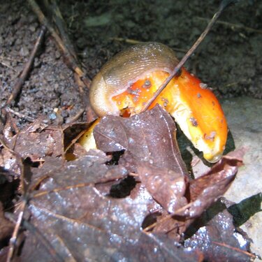 Big Old Slug Snacking on a Shroom