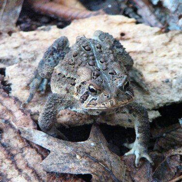Wood Frog trying to blend in