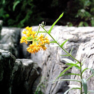 Flower growing between the rock