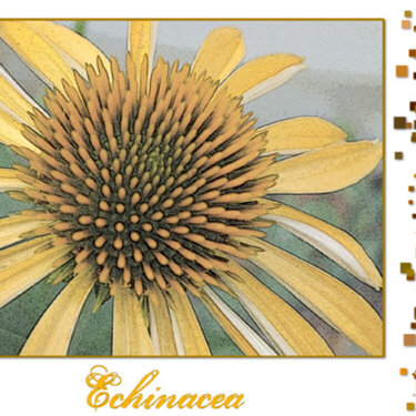 Echinacea