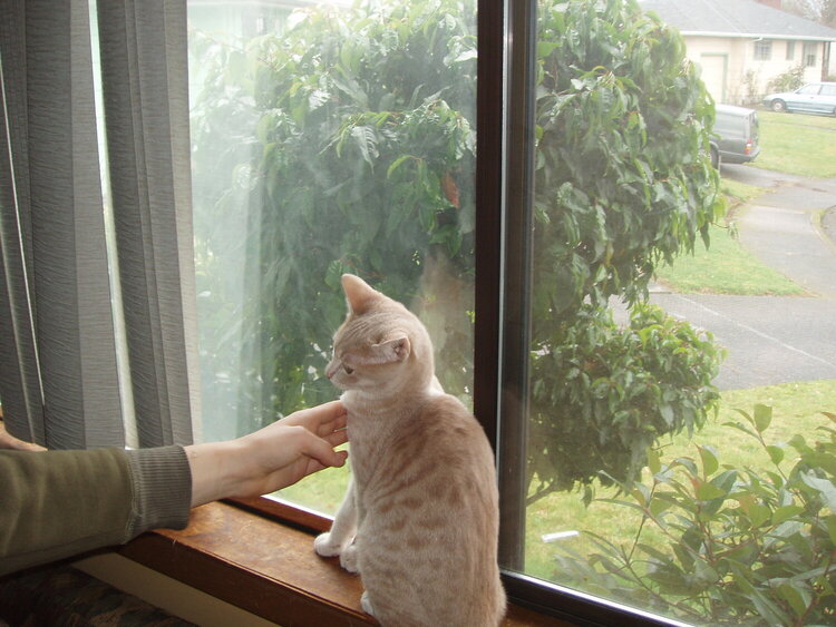 Kitty by the window