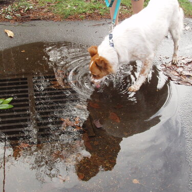 Shelby likes puddles